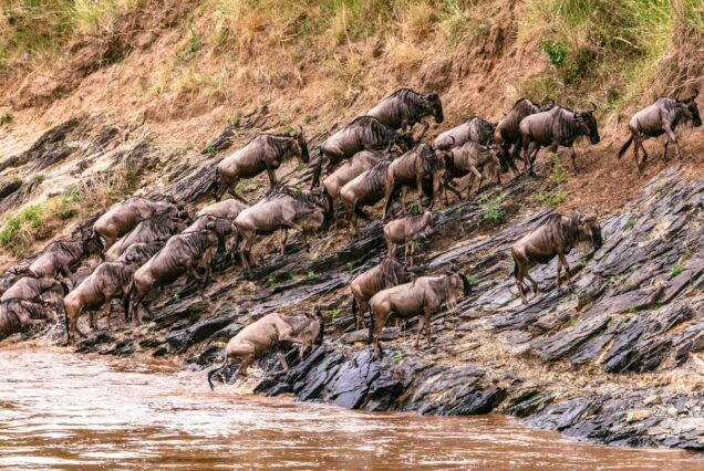 Start booking your trip to the Masai Mara Wildebeest Edition today