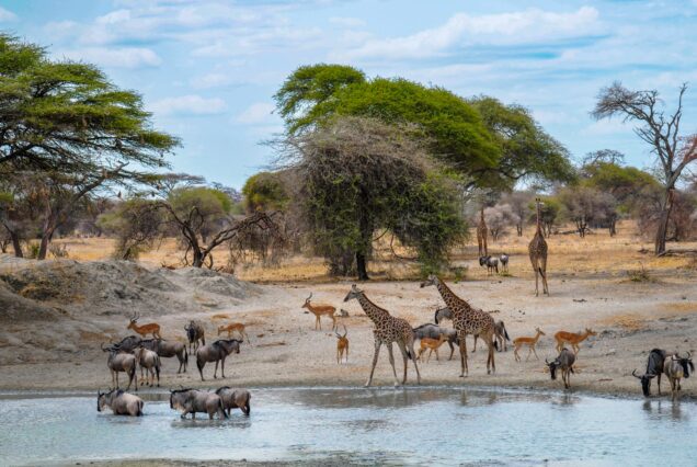 wildlife and nature at masaai mara with MDV