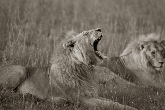 Masai mara wildebeest edition at affordable rates