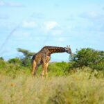Giraffe grazing at Nairobi National Park, featured in the top 10 places to explore in Nairobi, Kenya