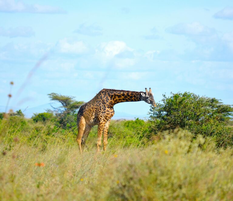 Giraffe grazing at Nairobi National Park, featured in the top 10 places to explore in Nairobi, Kenya