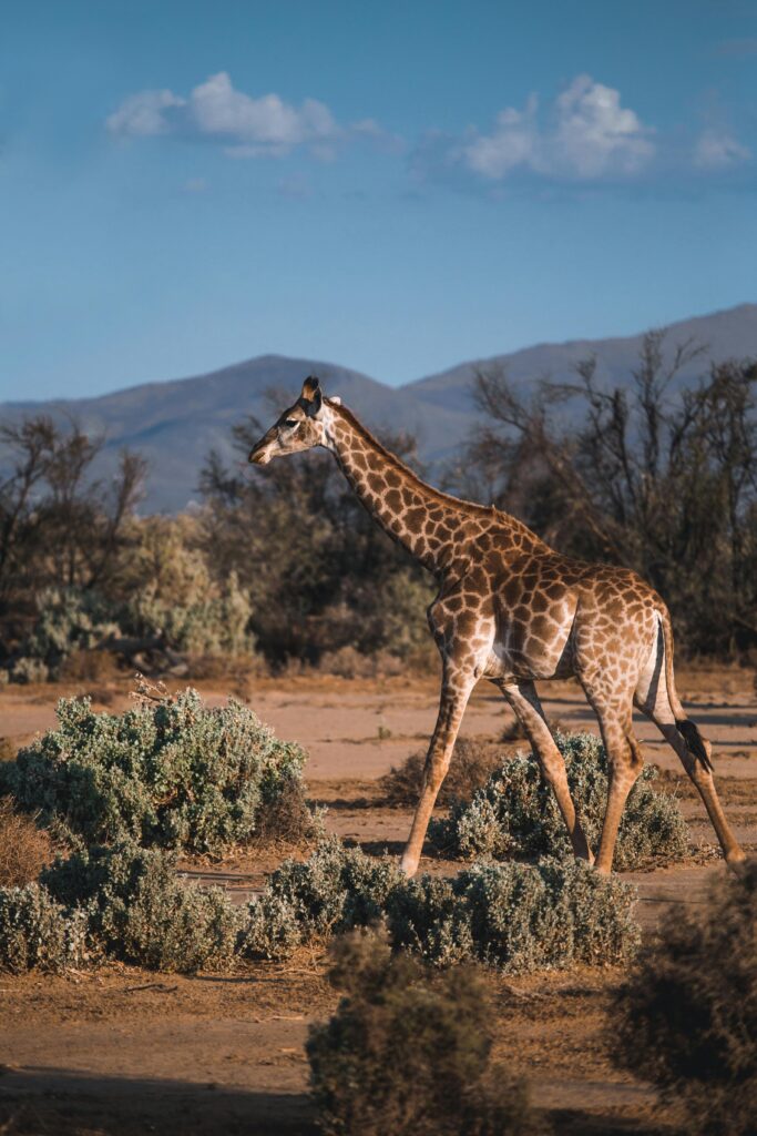 African giraffe sighting provided by an affordable Kenya safari tour agency.