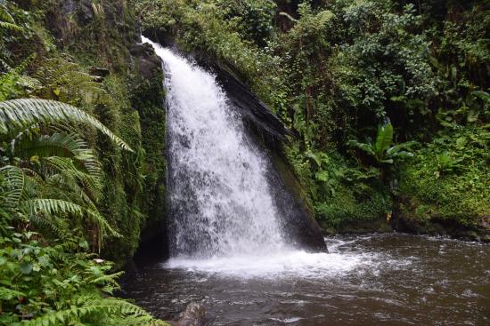 MT KENYA CASTLE FOREST day trip with MDV