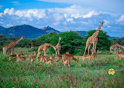 Scenic landscape and safari experience at Ol Jogi Conservancy Kenya