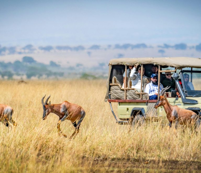 'Affordable Kenya safari packages — game drive in Maasai Mara