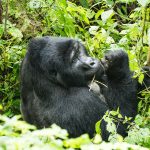 Uganda gorilla trekking safari packages from Kenya — Bwindi Impenetrable Forest