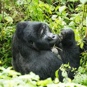 Uganda Safari Packages from Kenya