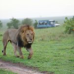 first time Kenya safari guide — game drive in Masai Mara at sunrise with lion sighting