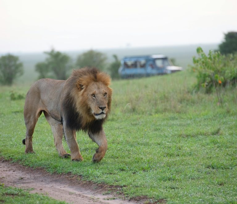 first time Kenya safari guide — game drive in Masai Mara at sunrise with lion sighting