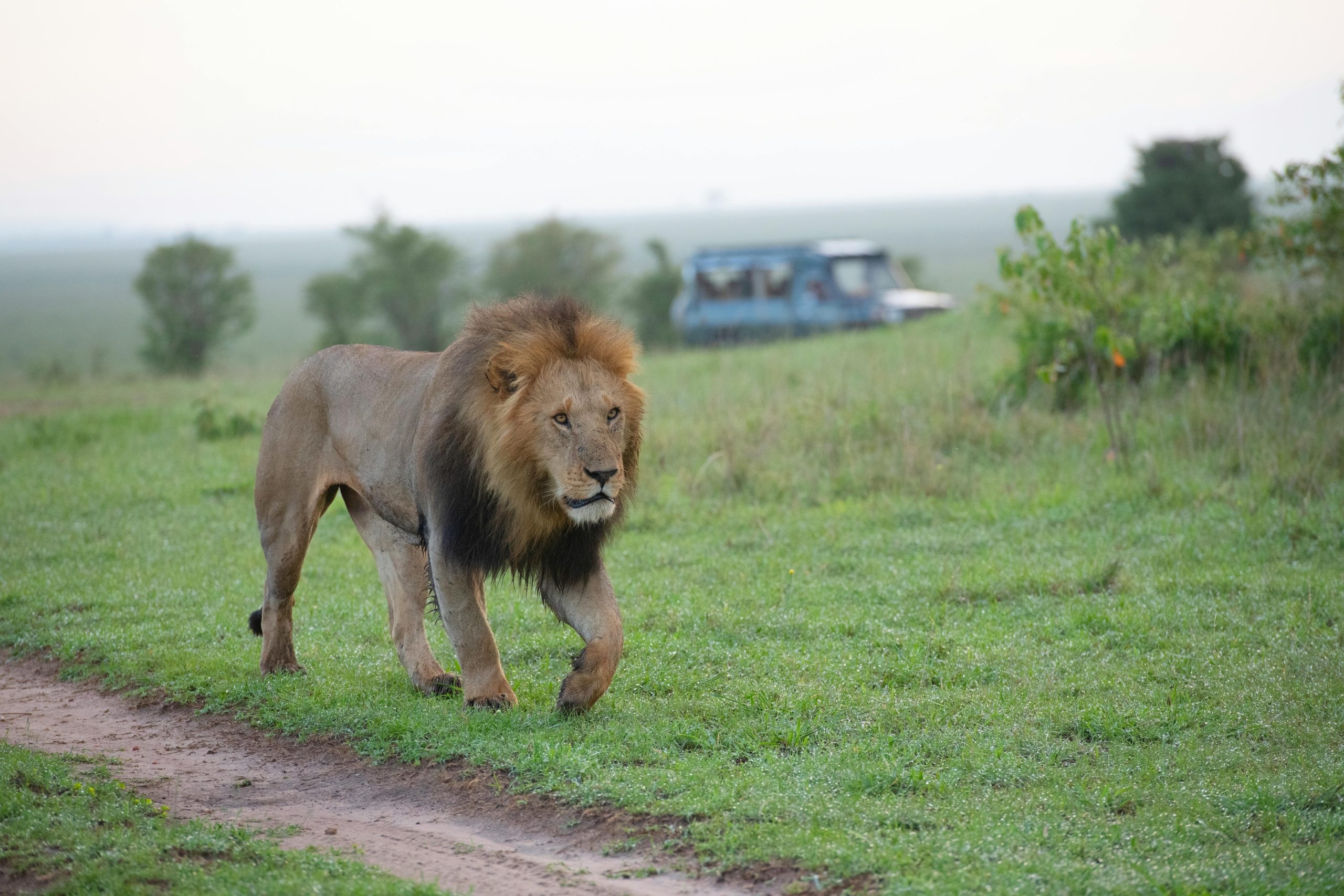 first time Kenya safari guide — game drive in Masai Mara at sunrise with lion sighting